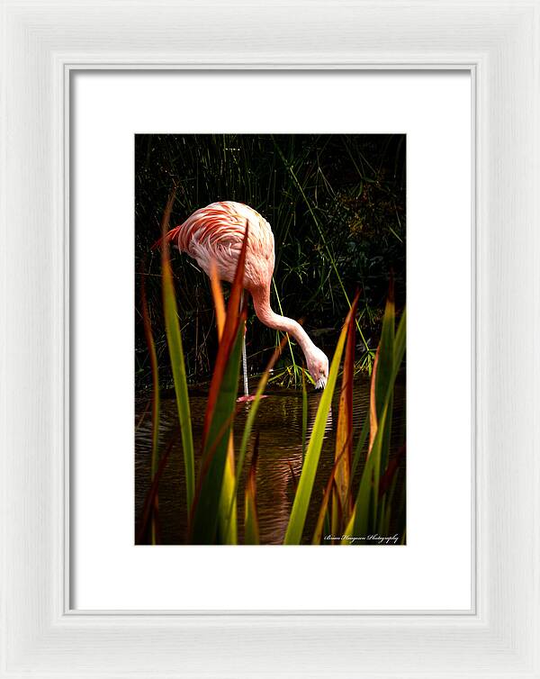 Taking a drink - Framed Print