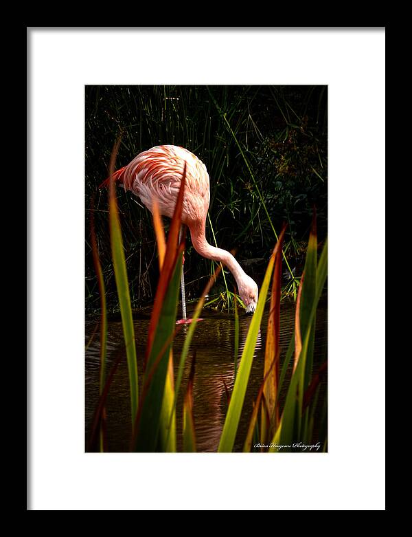 Taking a drink - Framed Print