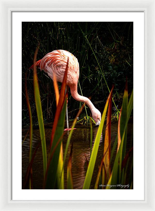 Taking a drink - Framed Print