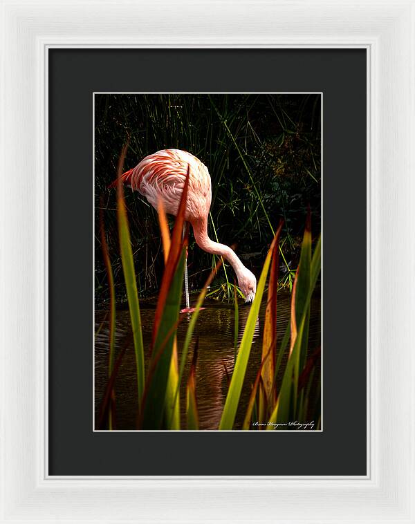 Taking a drink - Framed Print