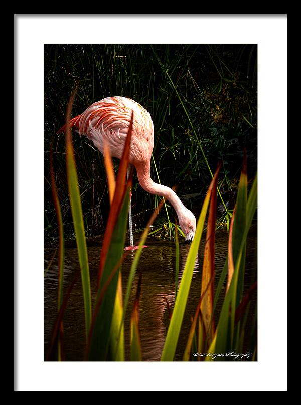 Taking a drink - Framed Print