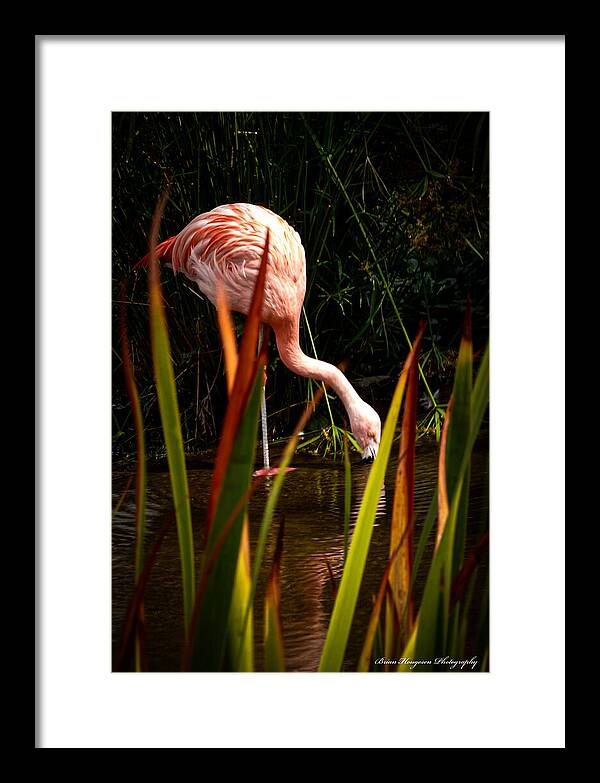 Taking a drink - Framed Print