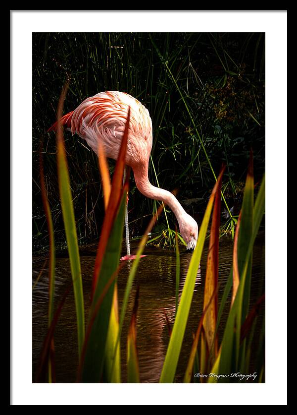 Taking a drink - Framed Print
