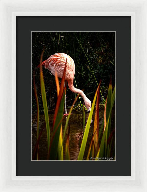 Taking a drink - Framed Print