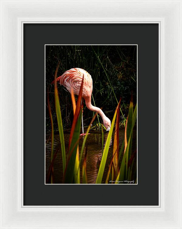 Taking a drink - Framed Print