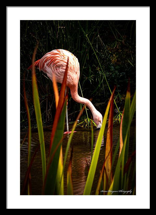 Taking a drink - Framed Print