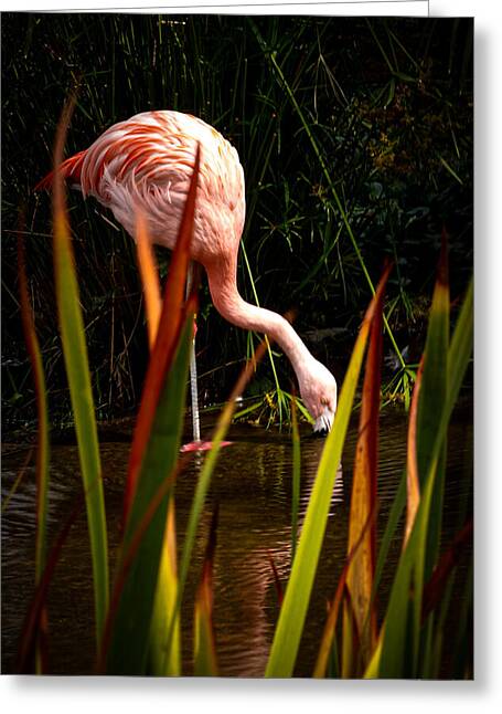 Taking a drink - Greeting Card