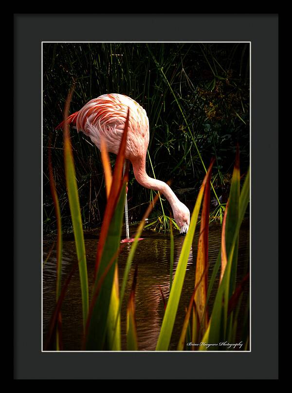 Taking a drink - Framed Print