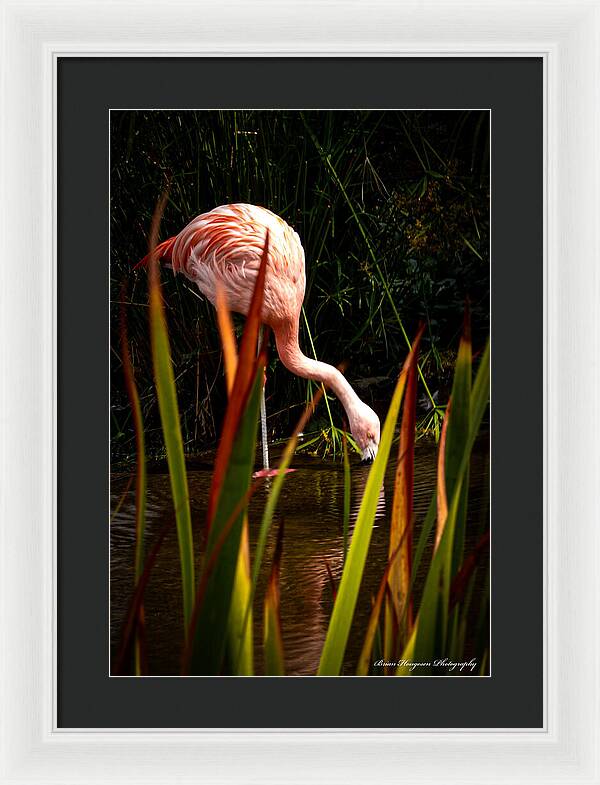 Taking a drink - Framed Print