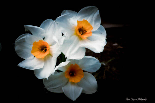Three Daffodils in Bloom - Art Print