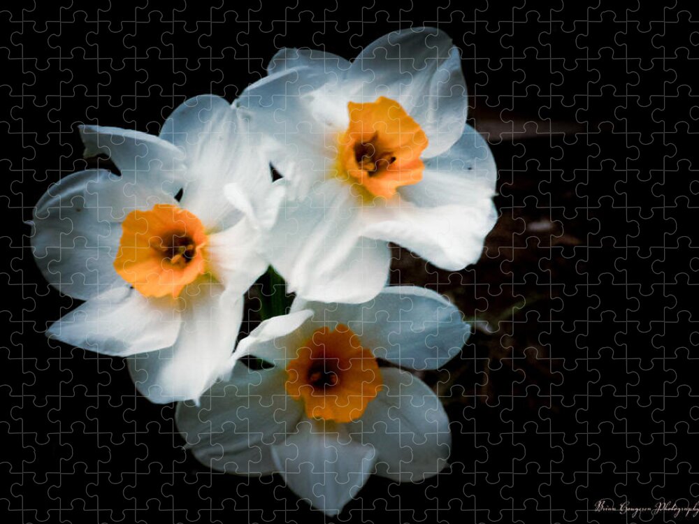 Three Daffodils in Bloom - Puzzle