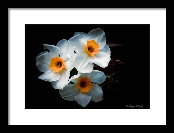 Three Daffodils in Bloom - Framed Print