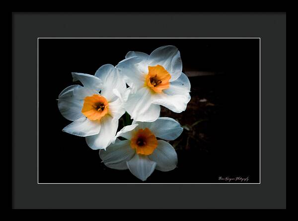 Three Daffodils in Bloom - Framed Print