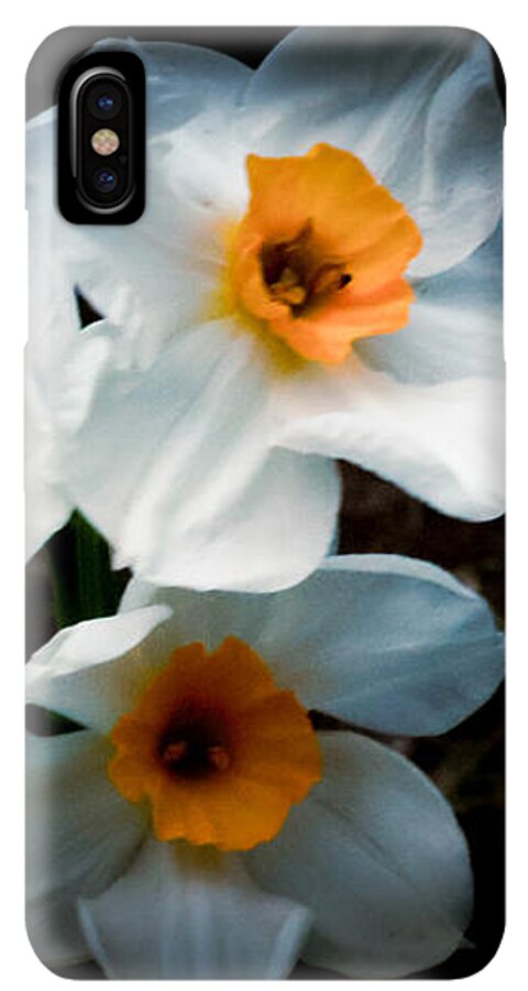 Three Daffodils in Bloom - Phone Case
