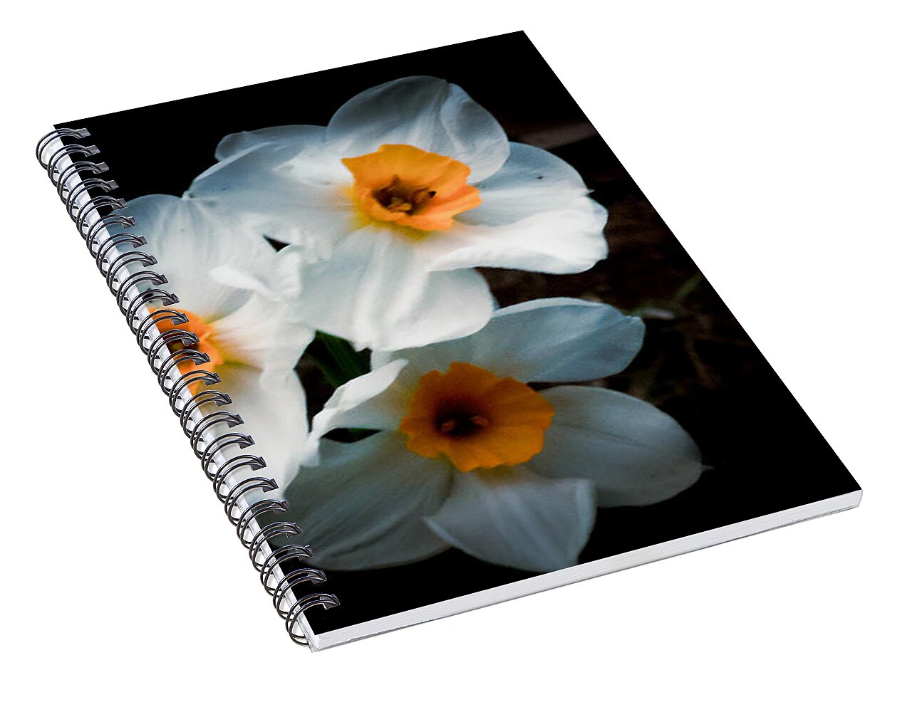 Three Daffodils in Bloom - Spiral Notebook