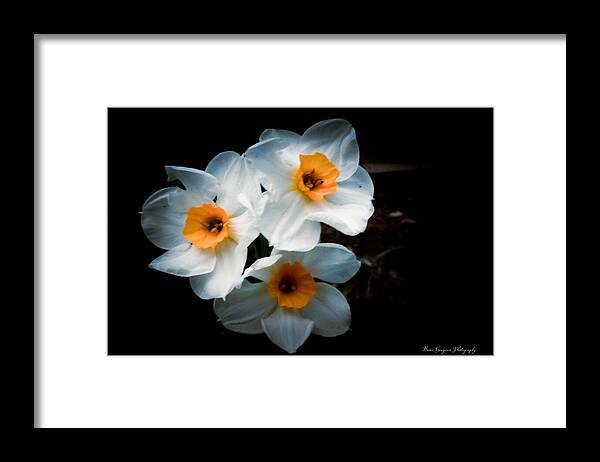 Three Daffodils in Bloom - Framed Print