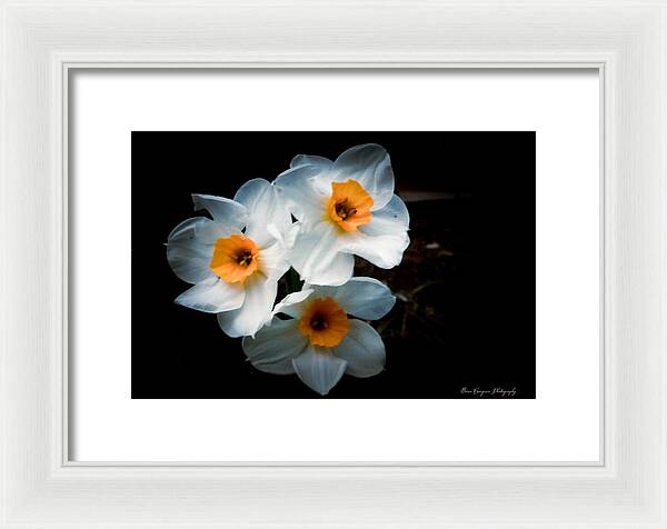 Three Daffodils in Bloom - Framed Print