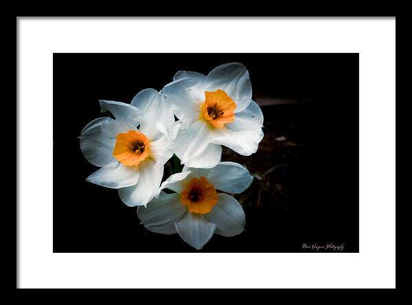 Three Daffodils in Bloom - Framed Print