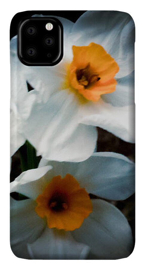 Three Daffodils in Bloom - Phone Case