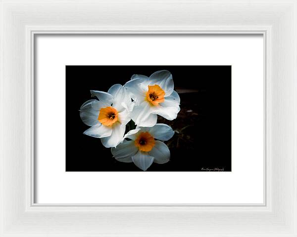 Three Daffodils in Bloom - Framed Print