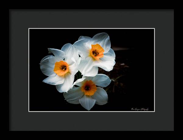 Three Daffodils in Bloom - Framed Print