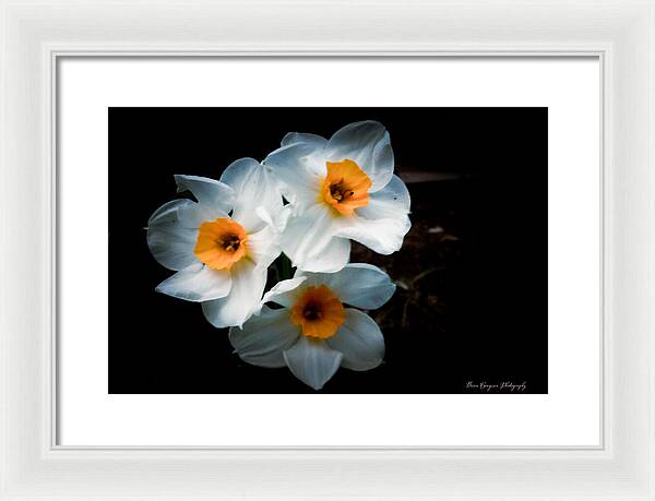 Three Daffodils in Bloom - Framed Print