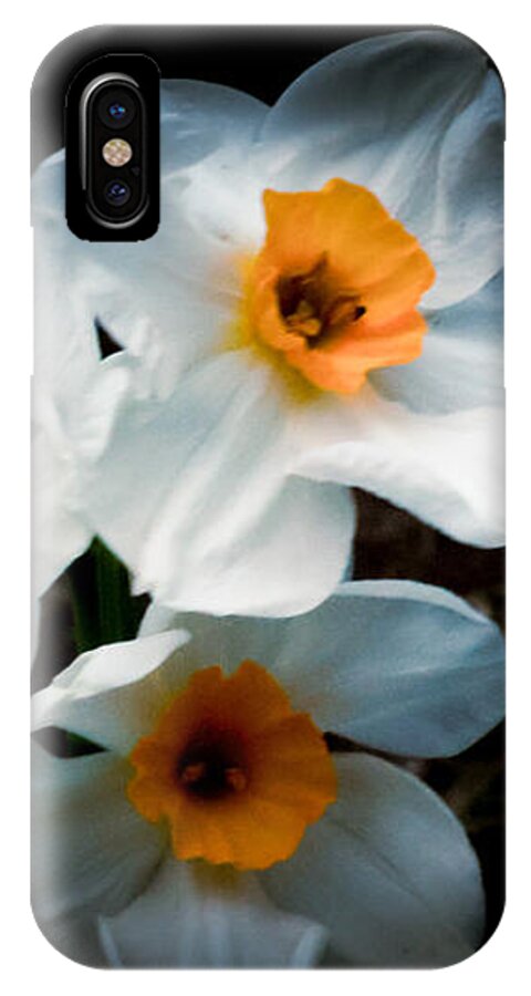Three Daffodils in Bloom - Phone Case