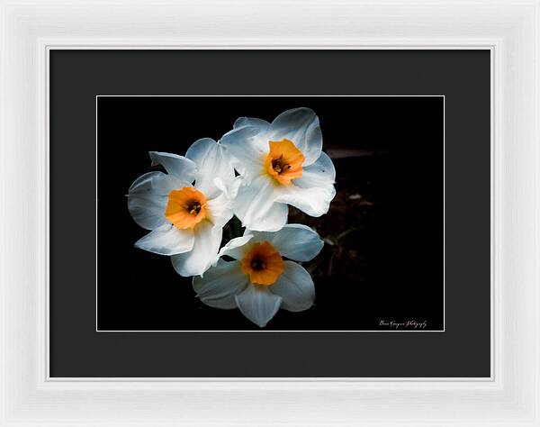 Three Daffodils in Bloom - Framed Print