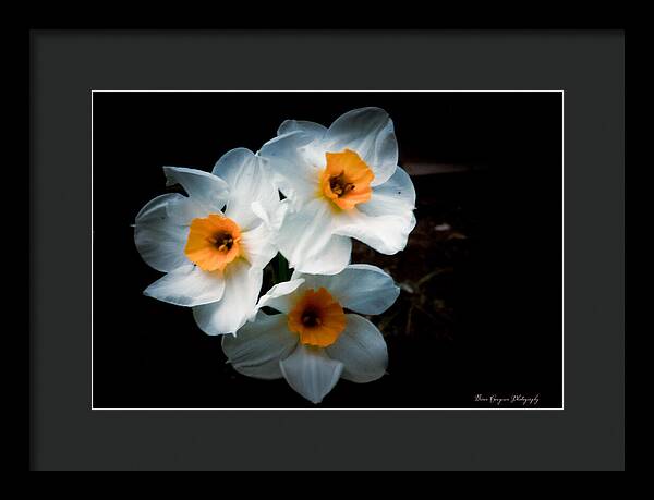 Three Daffodils in Bloom - Framed Print