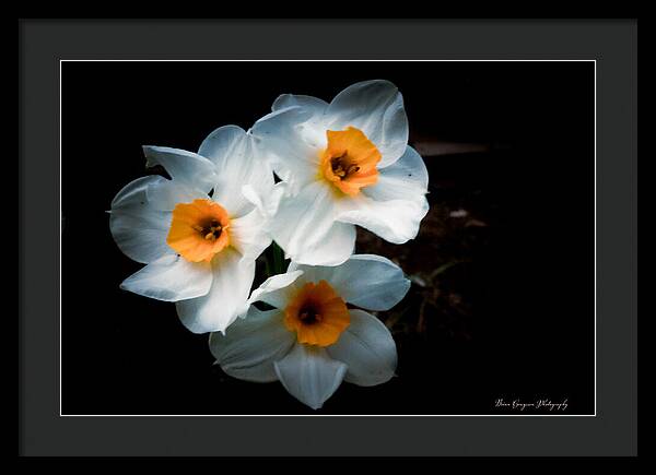 Three Daffodils in Bloom - Framed Print
