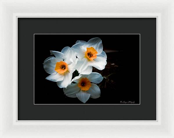 Three Daffodils in Bloom - Framed Print