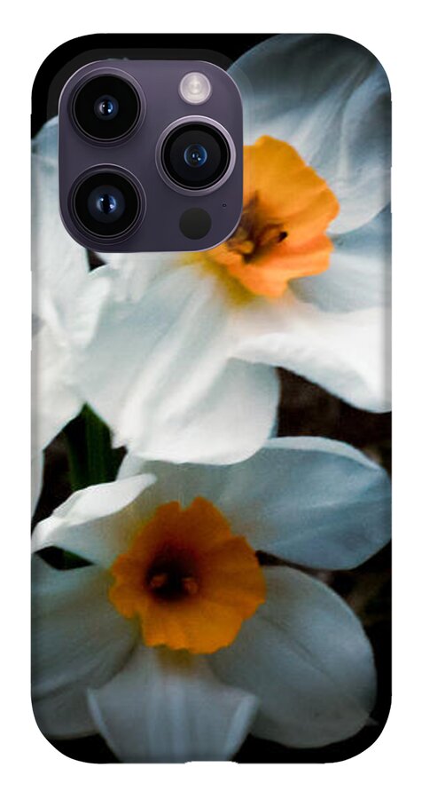 Three Daffodils in Bloom - Phone Case