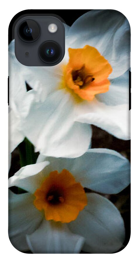 Three Daffodils in Bloom - Phone Case