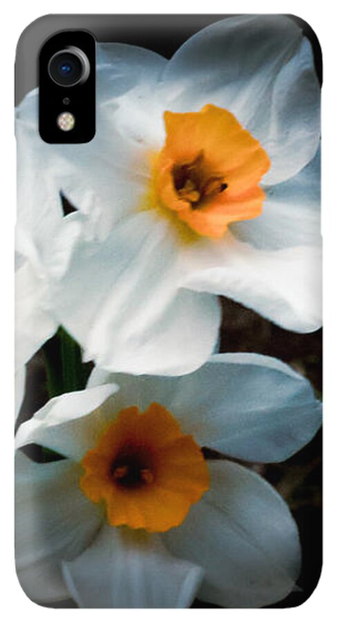 Three Daffodils in Bloom - Phone Case