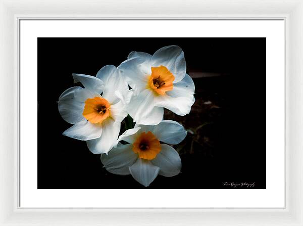 Three Daffodils in Bloom - Framed Print