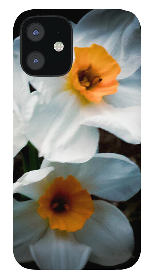 Three Daffodils in Bloom - Phone Case