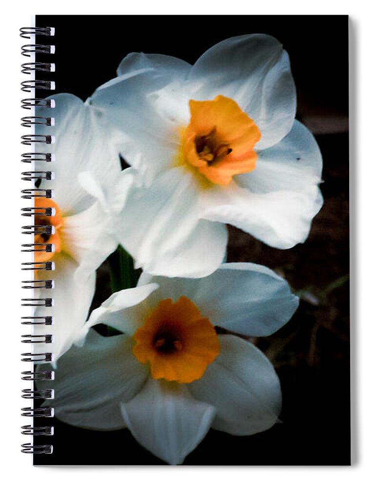 Three Daffodils in Bloom - Spiral Notebook