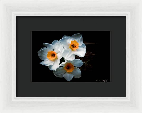 Three Daffodils in Bloom - Framed Print