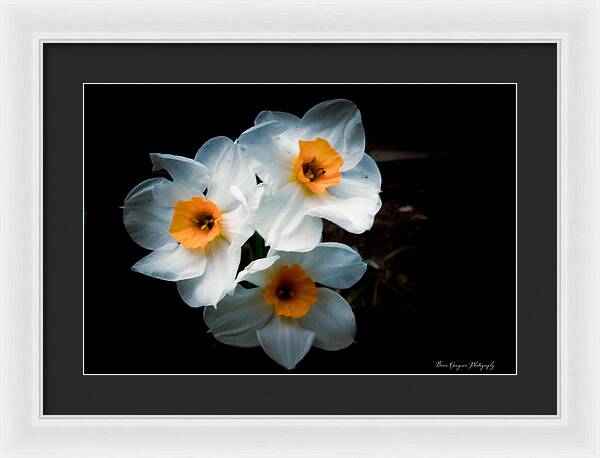 Three Daffodils in Bloom - Framed Print
