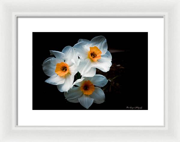 Three Daffodils in Bloom - Framed Print