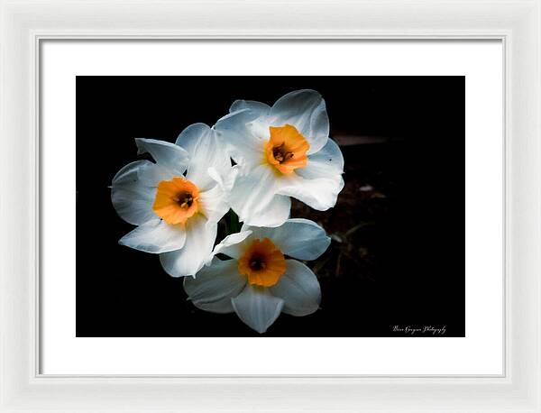 Three Daffodils in Bloom - Framed Print