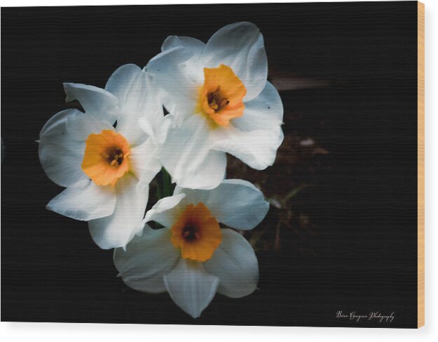Three Daffodils in Bloom - Wood Print
