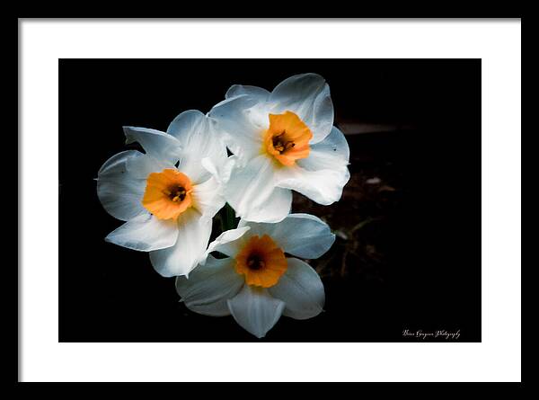 Three Daffodils in Bloom - Framed Print