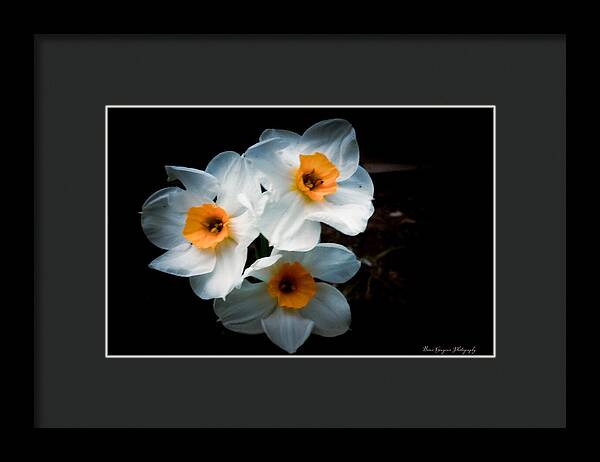 Three Daffodils in Bloom - Framed Print