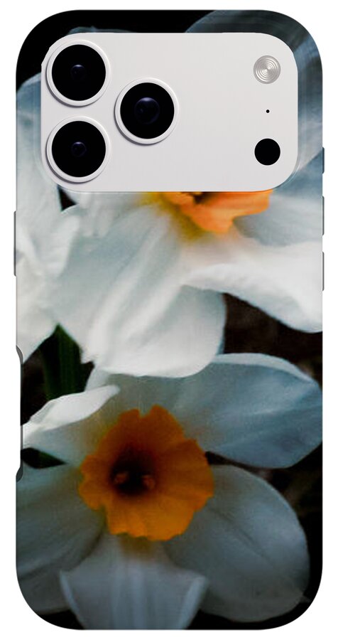 Three Daffodils in Bloom - Phone Case