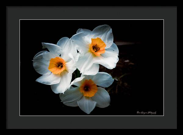 Three Daffodils in Bloom - Framed Print