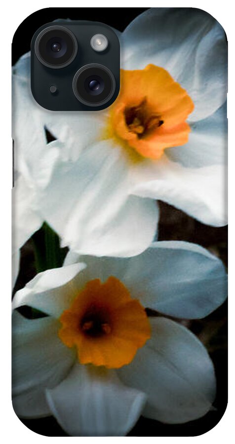 Three Daffodils in Bloom - Phone Case