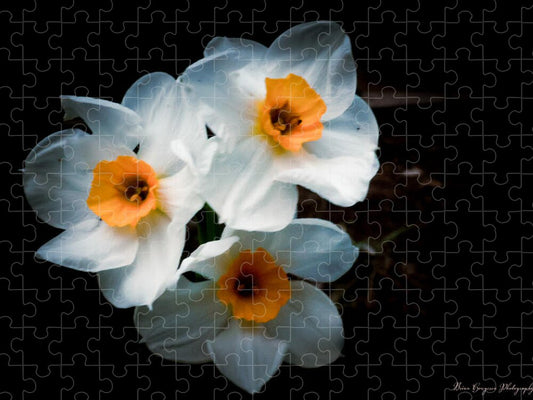 Three Daffodils in Bloom - Puzzle