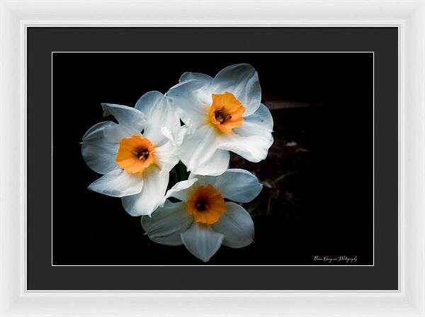 Three Daffodils in Bloom - Framed Print