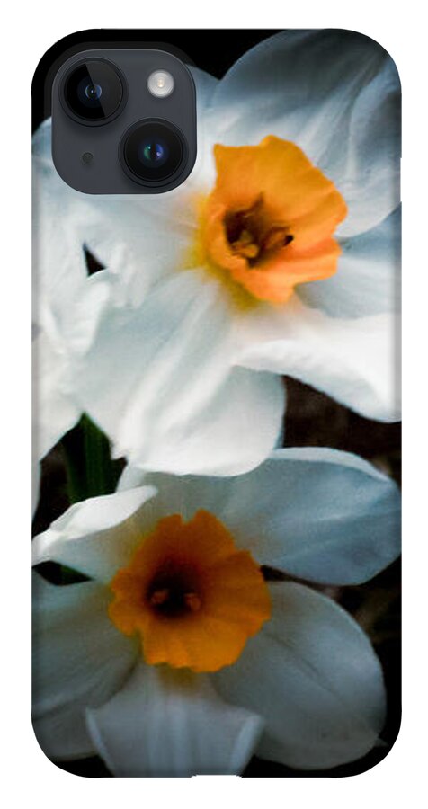 Three Daffodils in Bloom - Phone Case